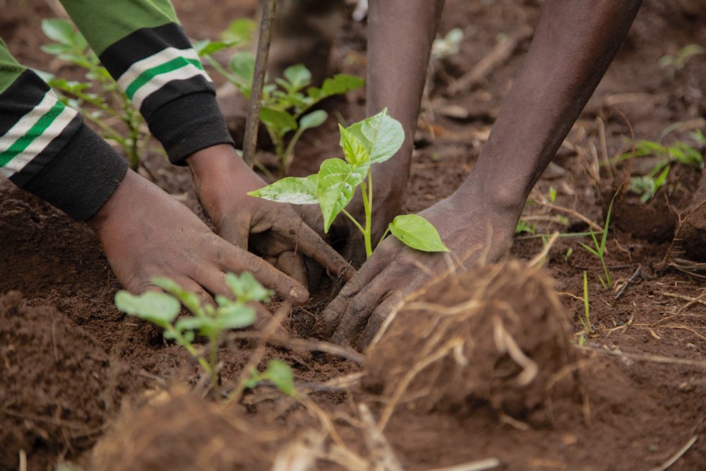 A close up shot of hands planting a seedling into soil.
