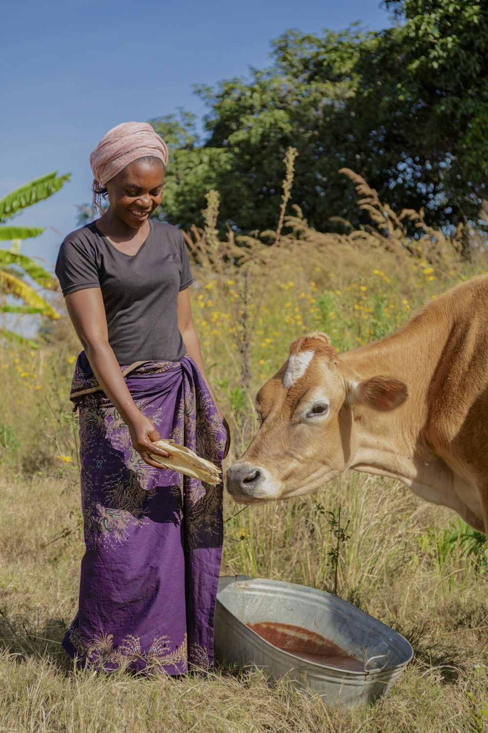 A woman in Zambia feeds her cow.