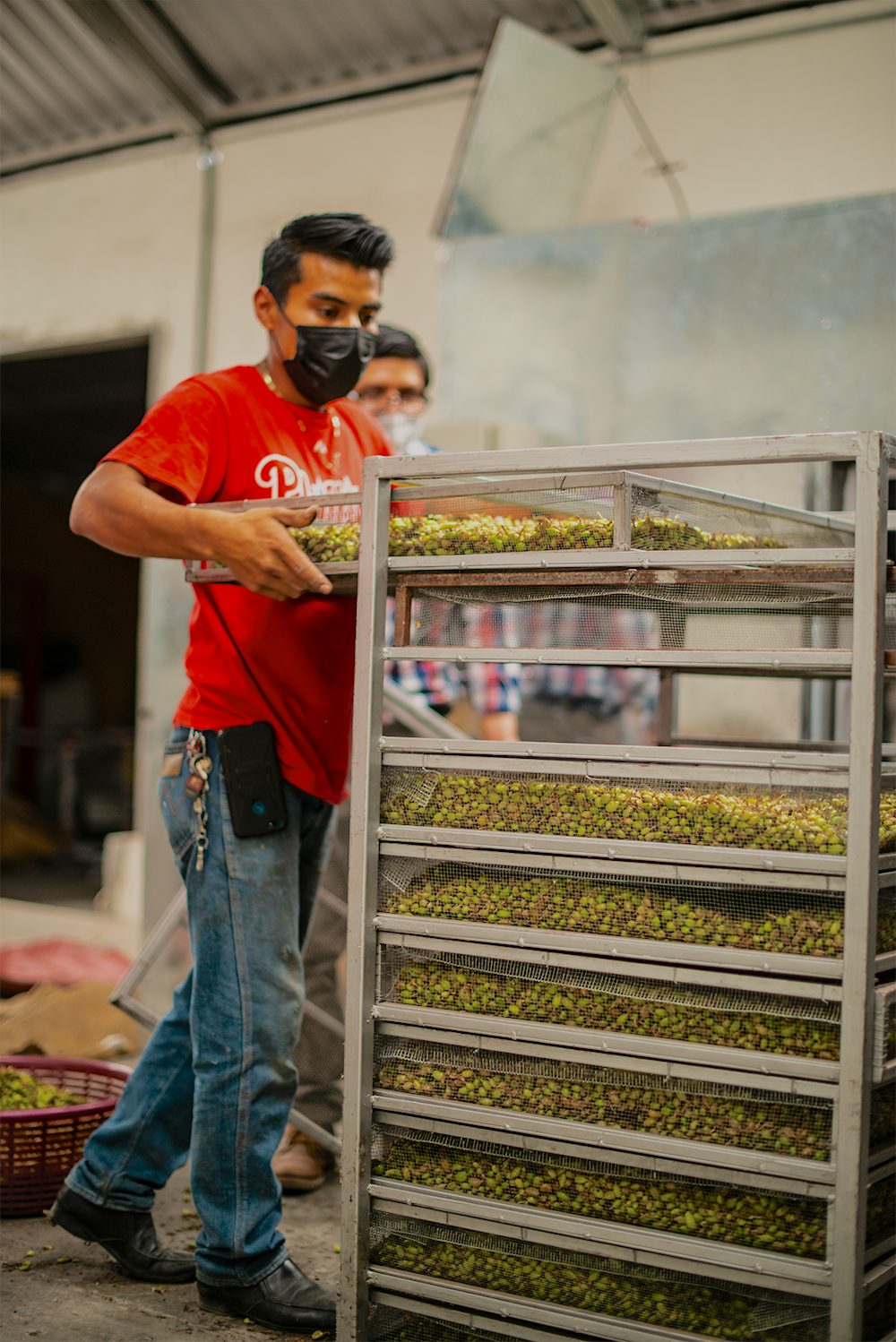 A man loads trays of cardamom into a dryer.