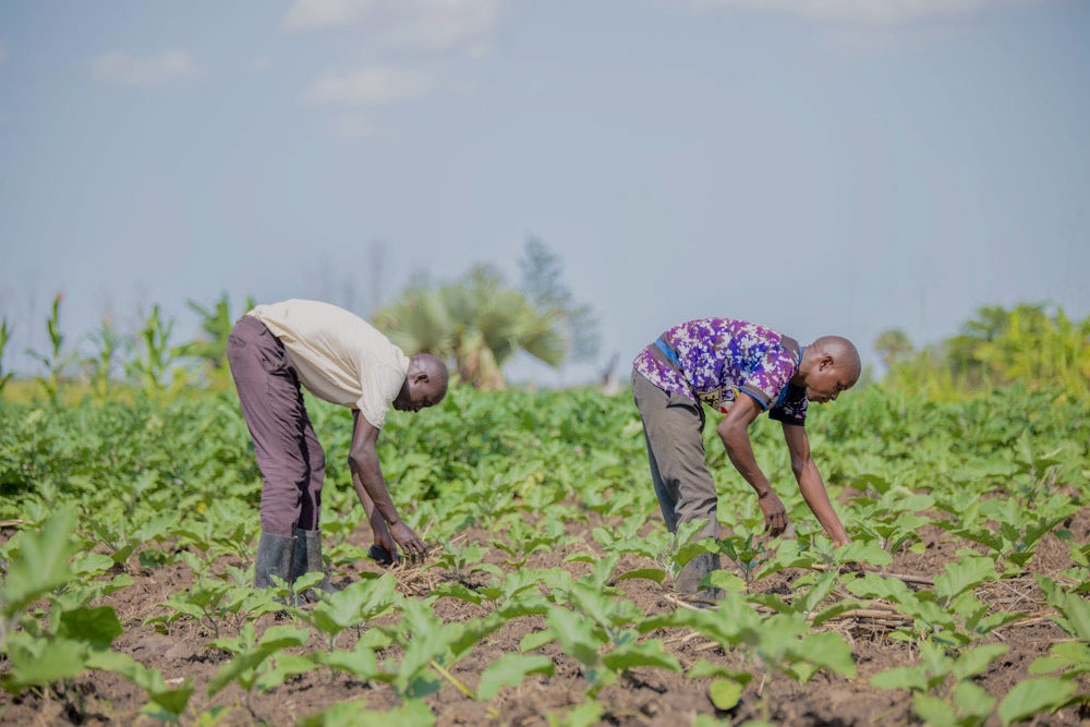 Two men harvest crops by hand in Uganda.