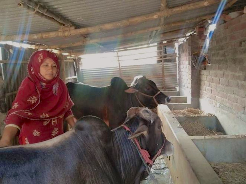 A woman wearing red attire, feeding green forage to her cows in cattle shed.