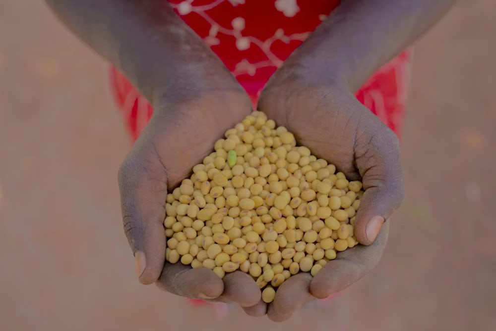 A farmer from Uganda holds soybeans in her hands.