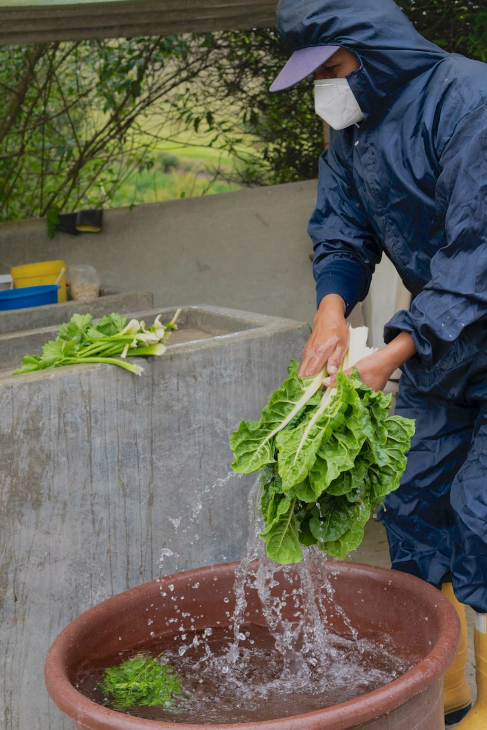 A man washes lettuce in a bucket.