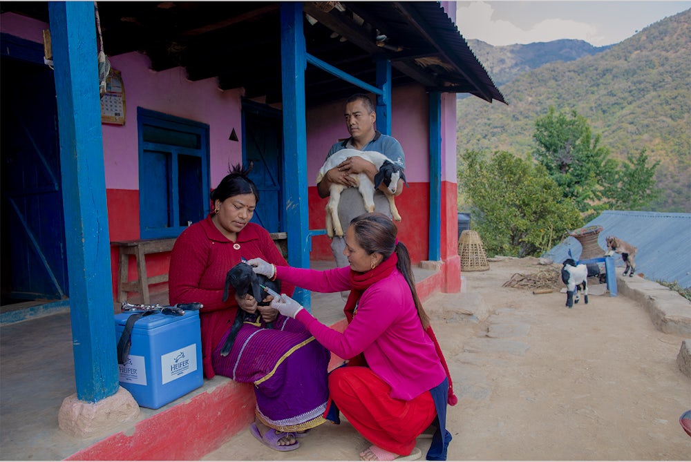 一名妇女给山羊接种疫苗。