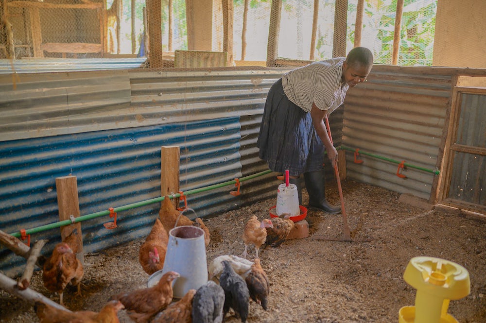 A woman cleaning the insides of her small poultry farm with a rake. The chickens are drinking water from dispensers in the background.