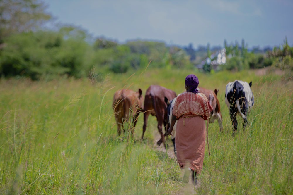 A woman herding cattle.