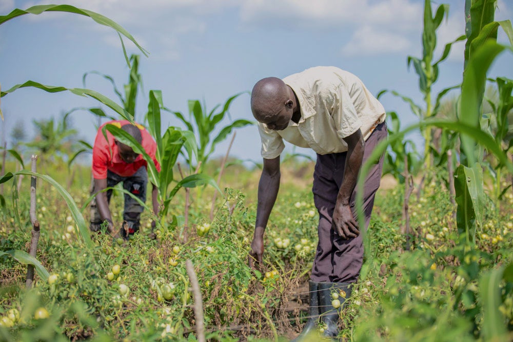 Two men working in a field of crops.