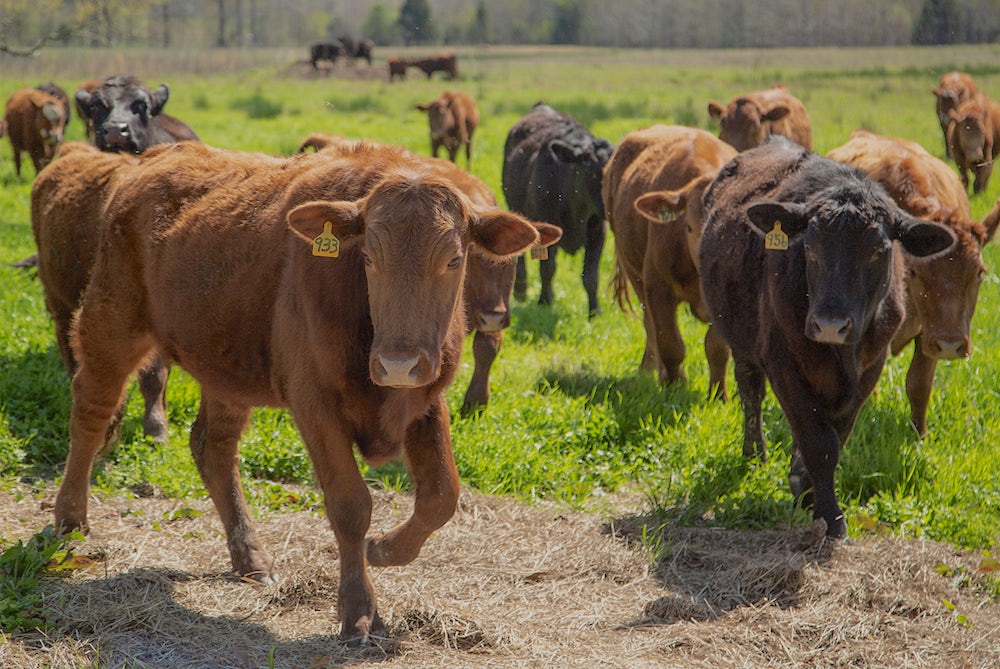 一群牛在田野里穿行。