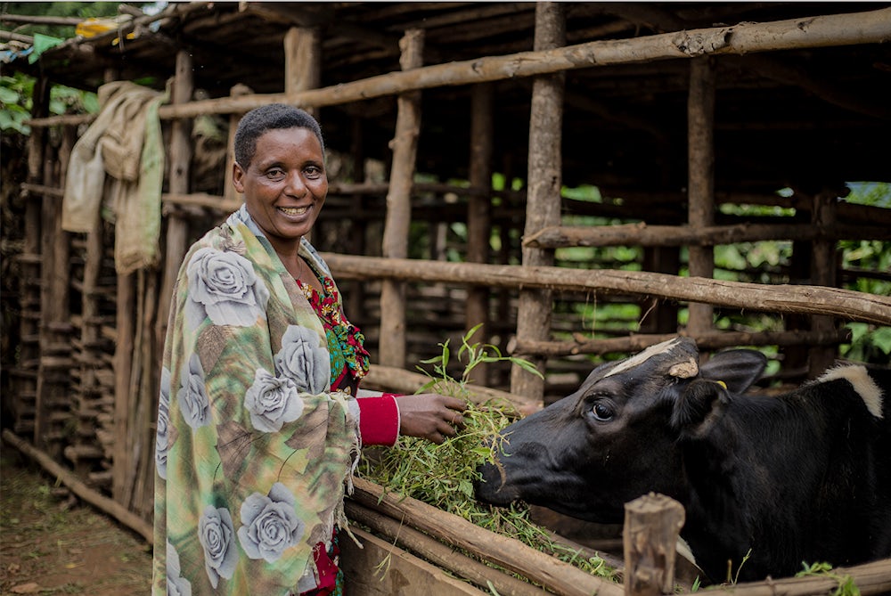 A woman feeds her cow.