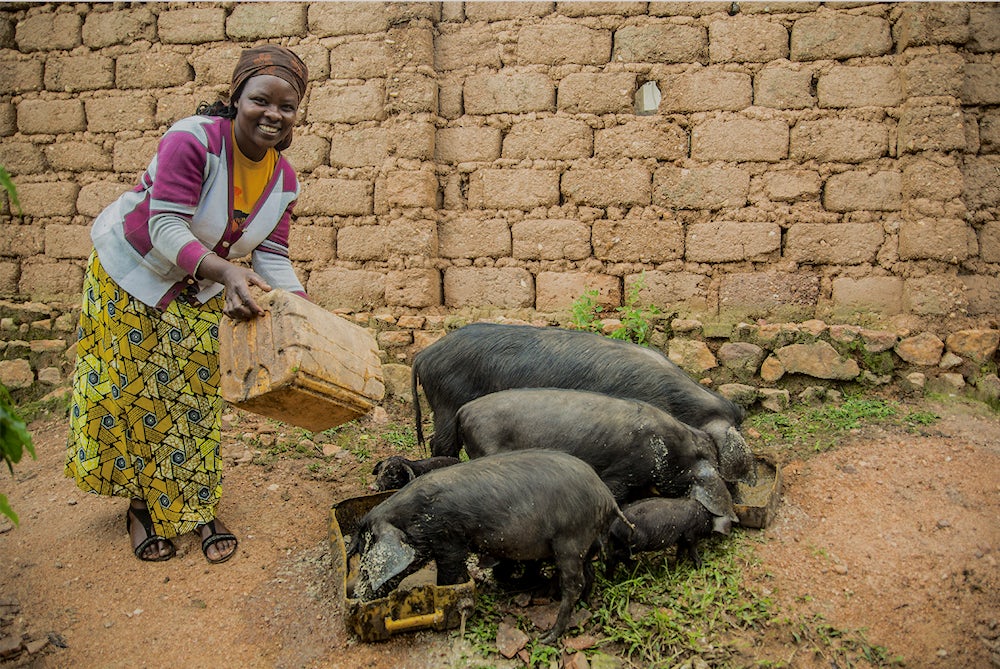 A woman feeds her pigs.