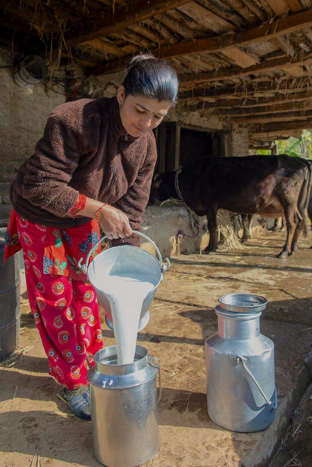 一名尼泊尔妇女将牛奶倒入容器中。