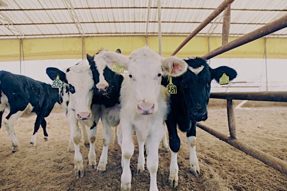 A close view of young cattle at a feeding pen.