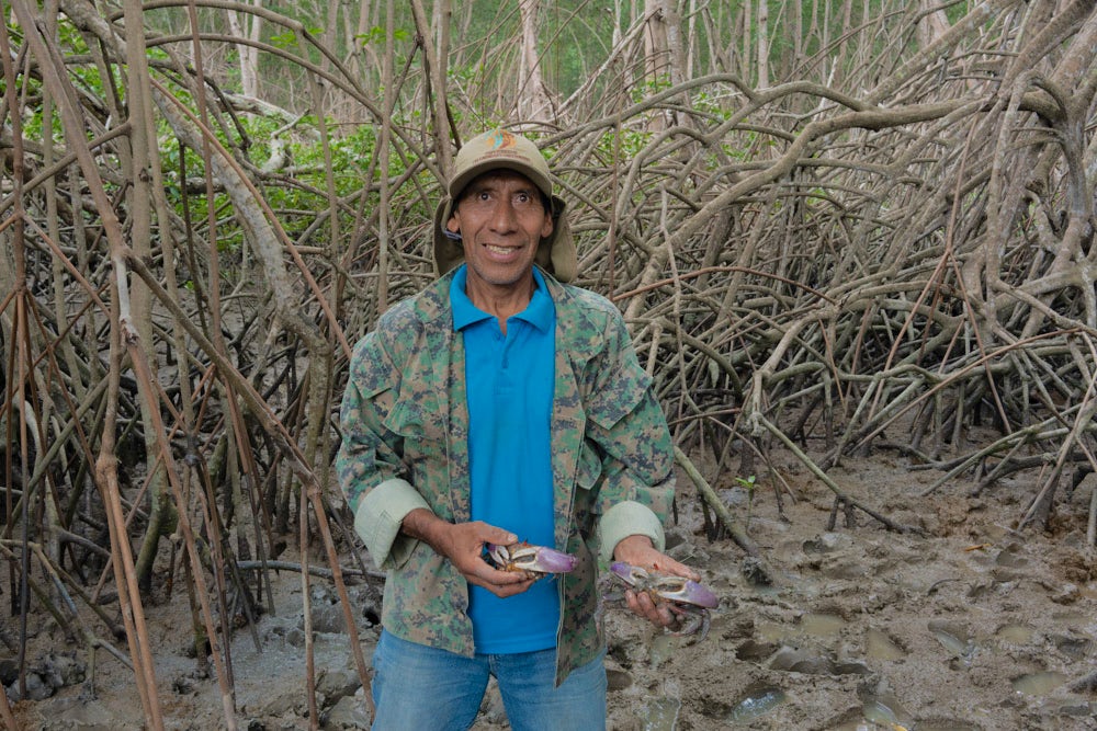 A man in a mangrove forest holds crabs.