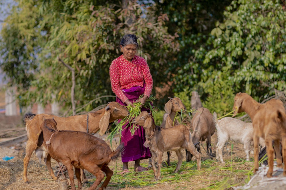 A woman feeds a group of goats.