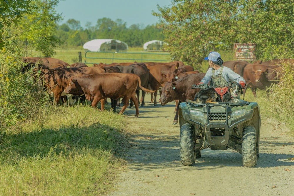 A farmer on an ATV herds a group of cattle down a rural path.
