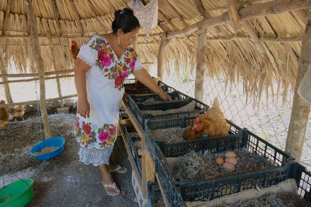 A woman tends to her chickens in a thatched-roof enclosure.