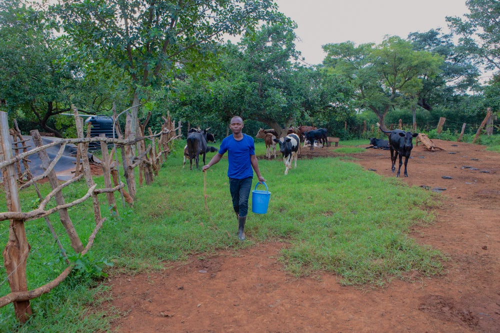 A young man carries a blue bucket across a farm with cows grazing in the background.
