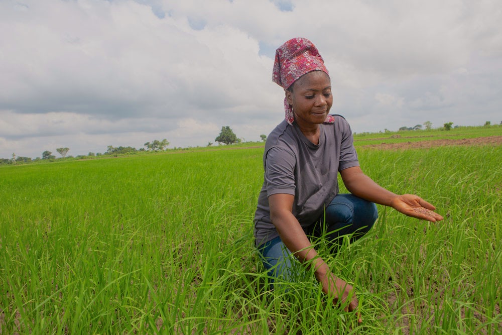 A female smallholder farmer carefully inspects rice in her hand while crouching in a green field.