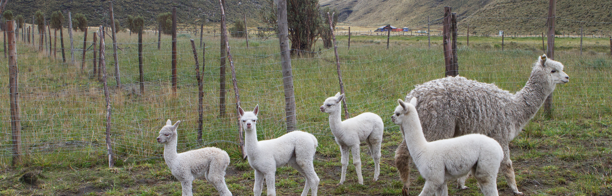 Zoom With Alpacas Using These Free Heifer International Virtual Backgrounds  | Heifer International