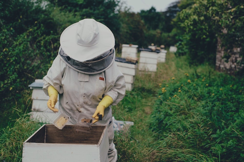 A beekeeper in a white beekeeping suit examines a hive of bees.