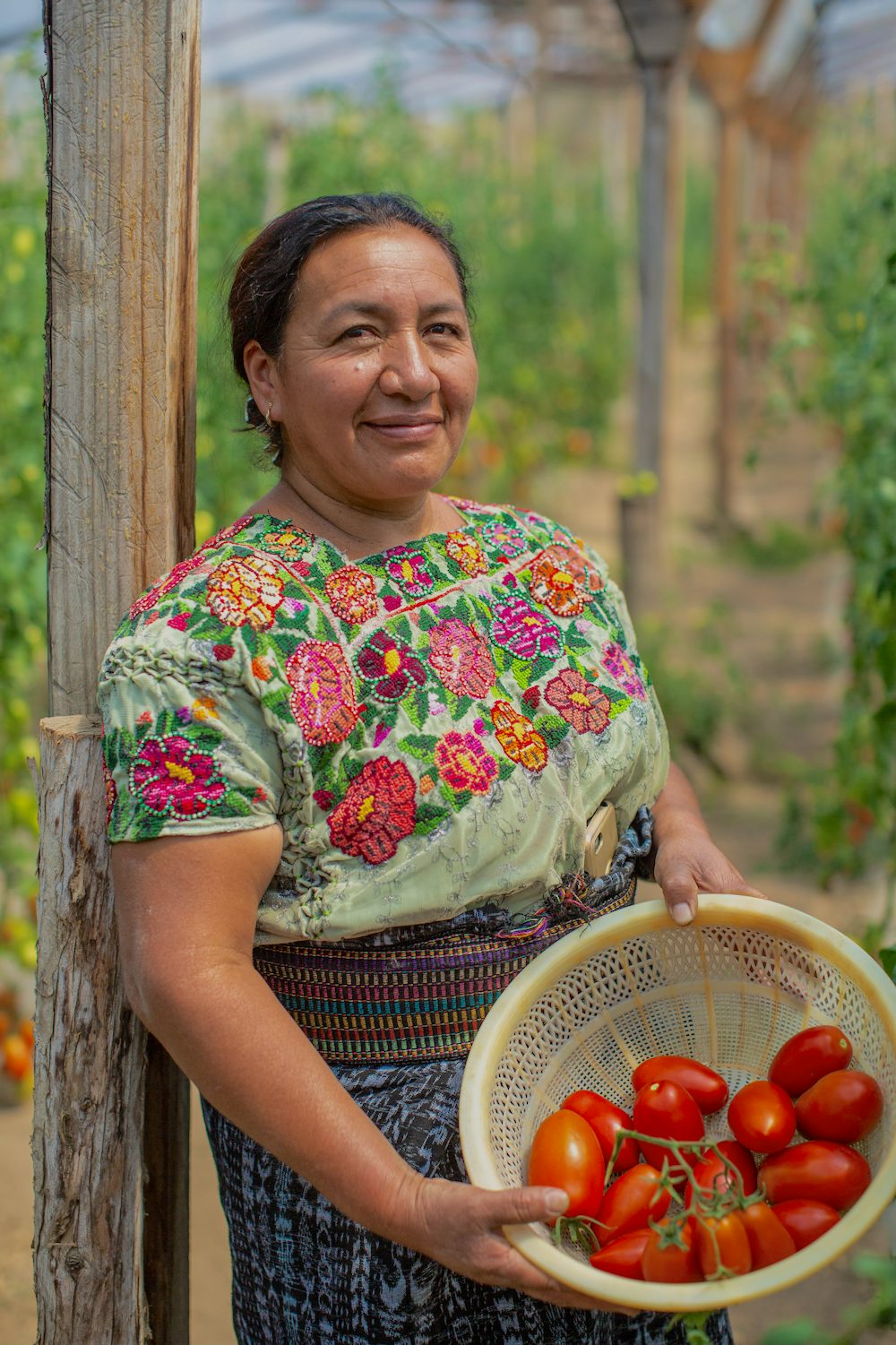 A woman smiles at the camera, holding a basket of tomatoes she harvested from her greenhouse in Guatemala 