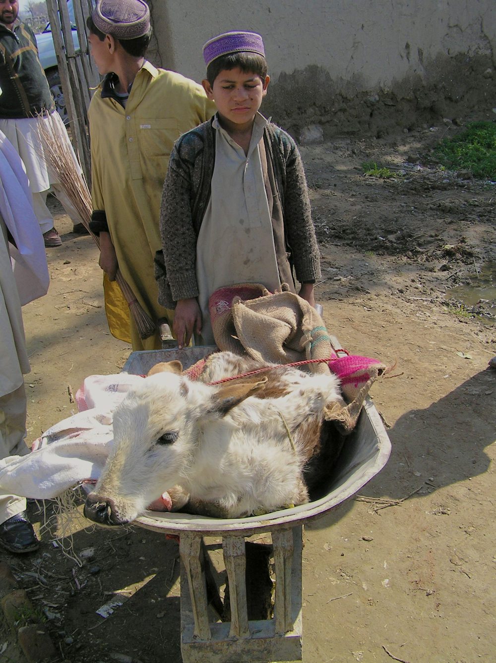 A young boy brings his calf with diarrhea to the veterinary field unit (VFU) in a wheel barrow for treatment. Such a calf represents an extremely valuable asset for a poor farm family in Afghanistan and reliable access to veterinary care at a VFU is greatly appreciated (caption and photo by David Sherman).