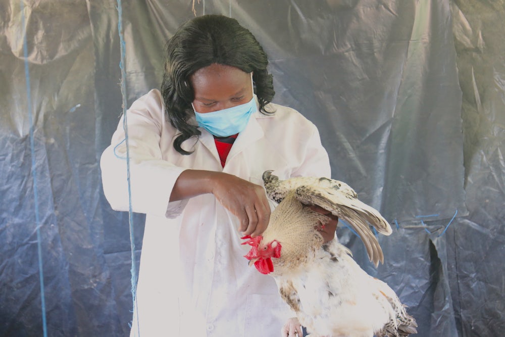 A Kenyan woman holds one of her chickens up and inspects its head.