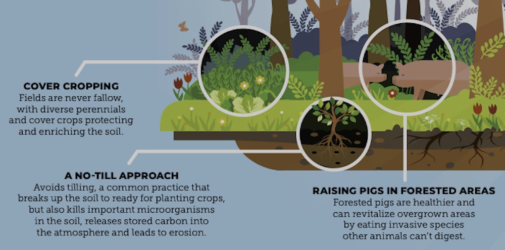 An infographic shows the benefits of cover crops, a no till approach and housing pigs in forested areas help restore ecosystems.