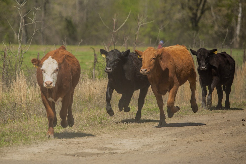 Four cows run along a dirt road toward the camera.