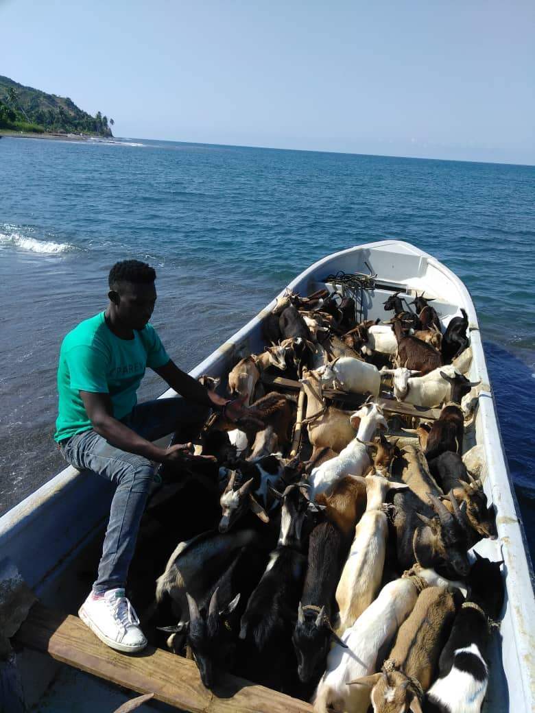 Goats on boats3