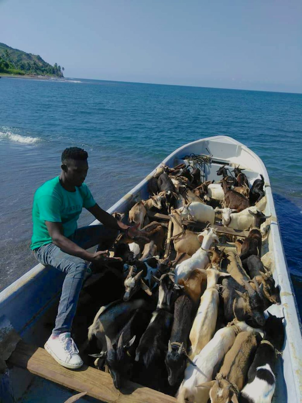 goats on boats