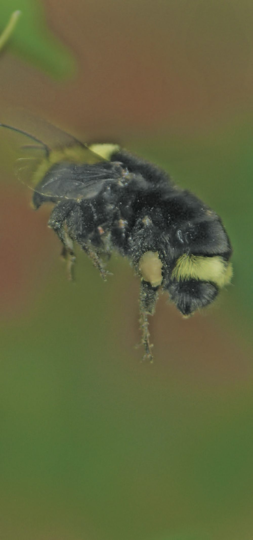 A close-up of a honeybee in flight