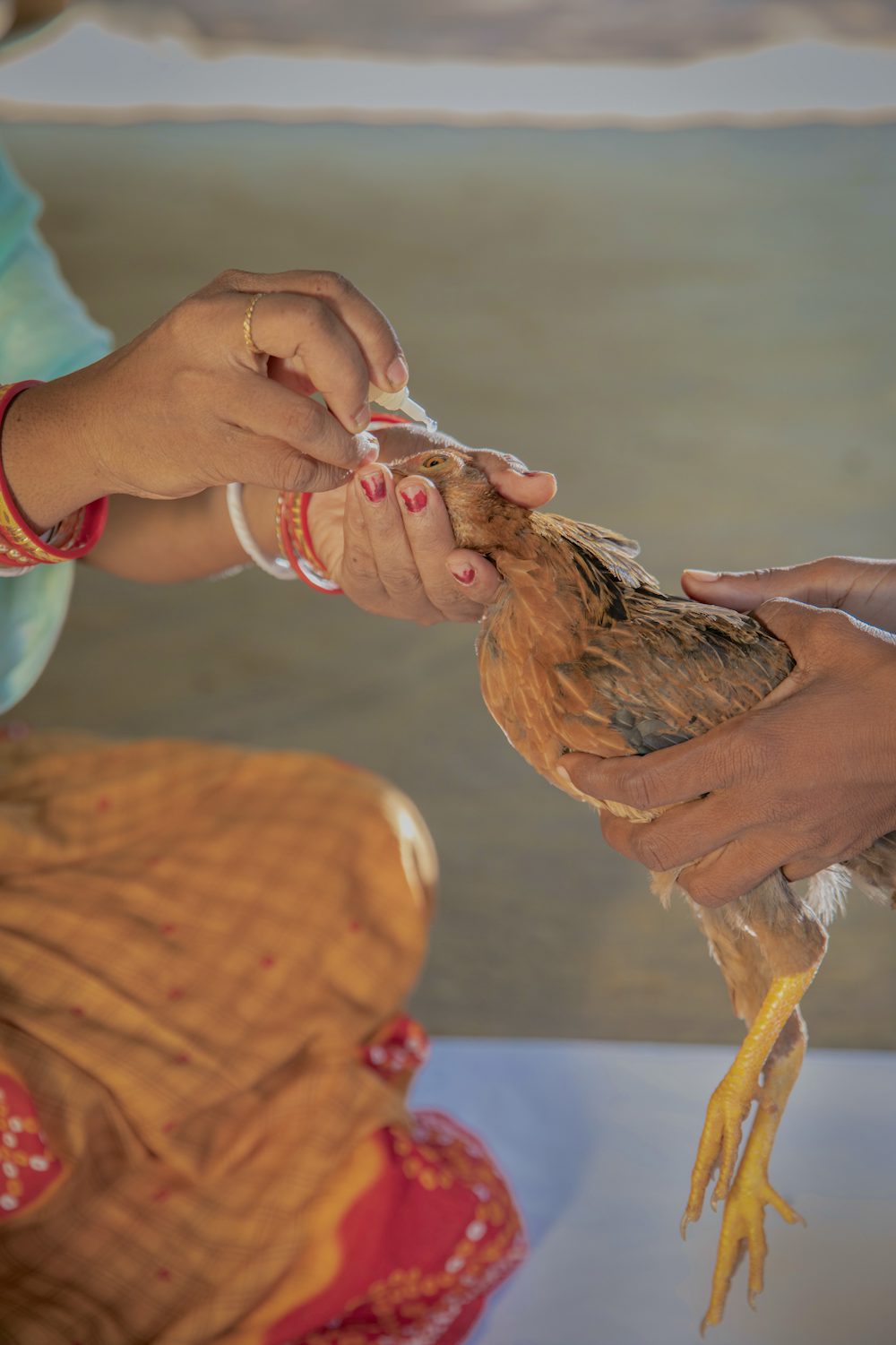 A chicken receives a vaccination in India