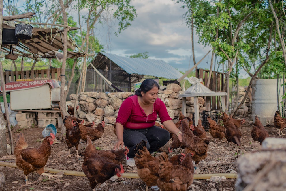 A woman in a red shirt squats among a flock of chickens. She is smiling down at one who is looking up at her with curiosity.