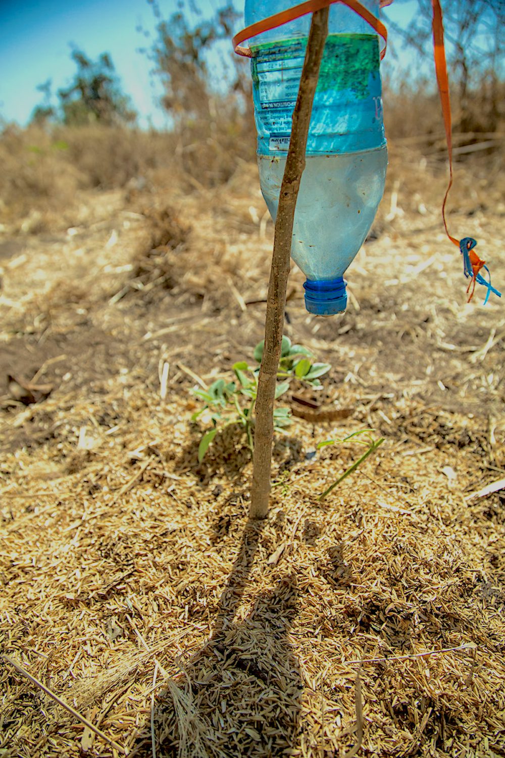 A drip irrigator made from a recycled, plastic bottle waters a sapling