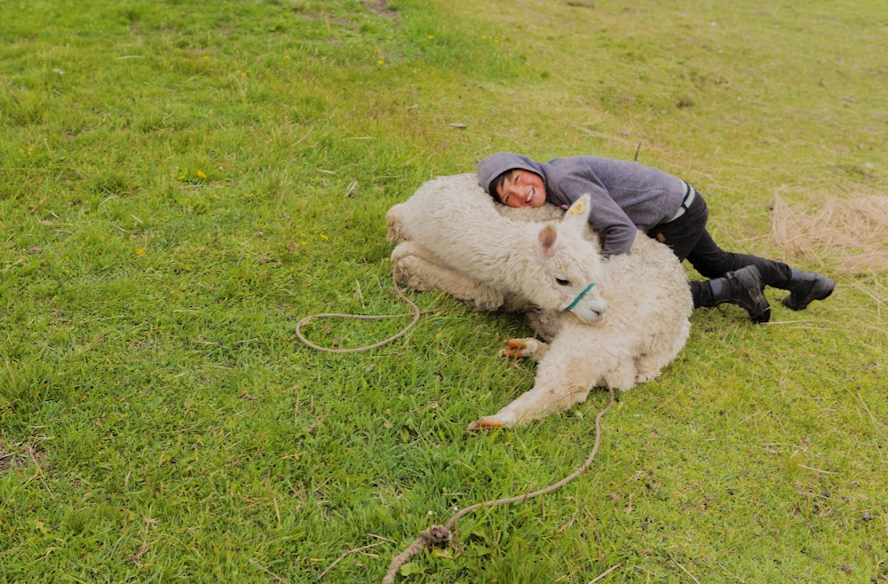 A young boy hugs an alpaca lying on the ground.