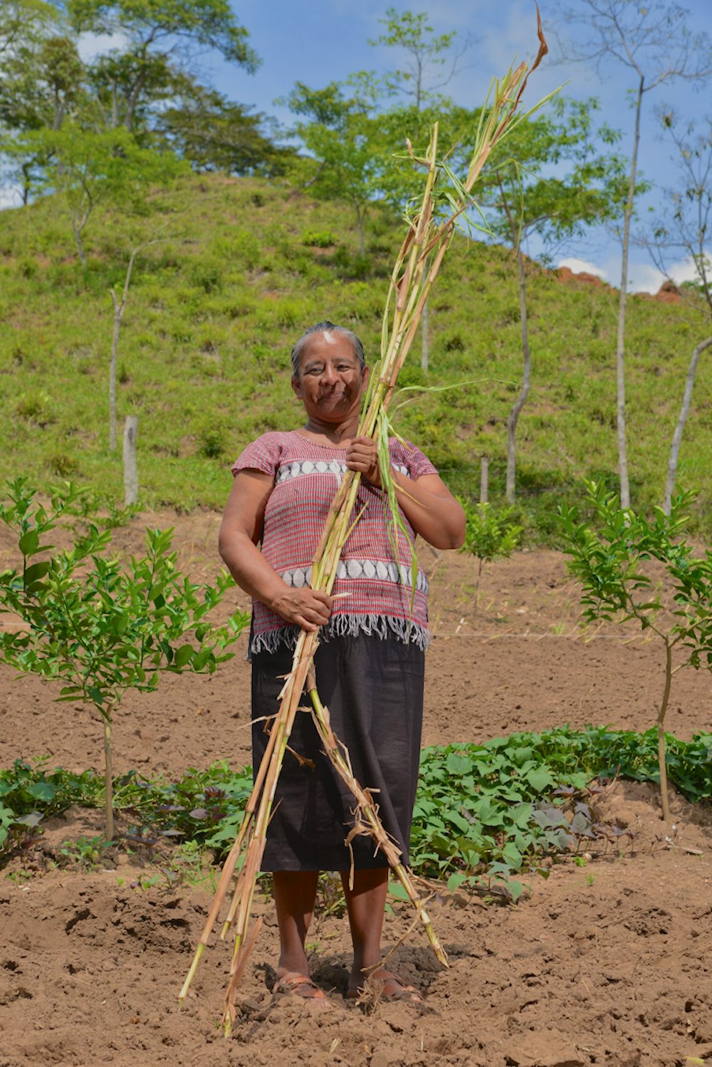 A cattle farmer holds a stock of healthy grass to feed her cows.