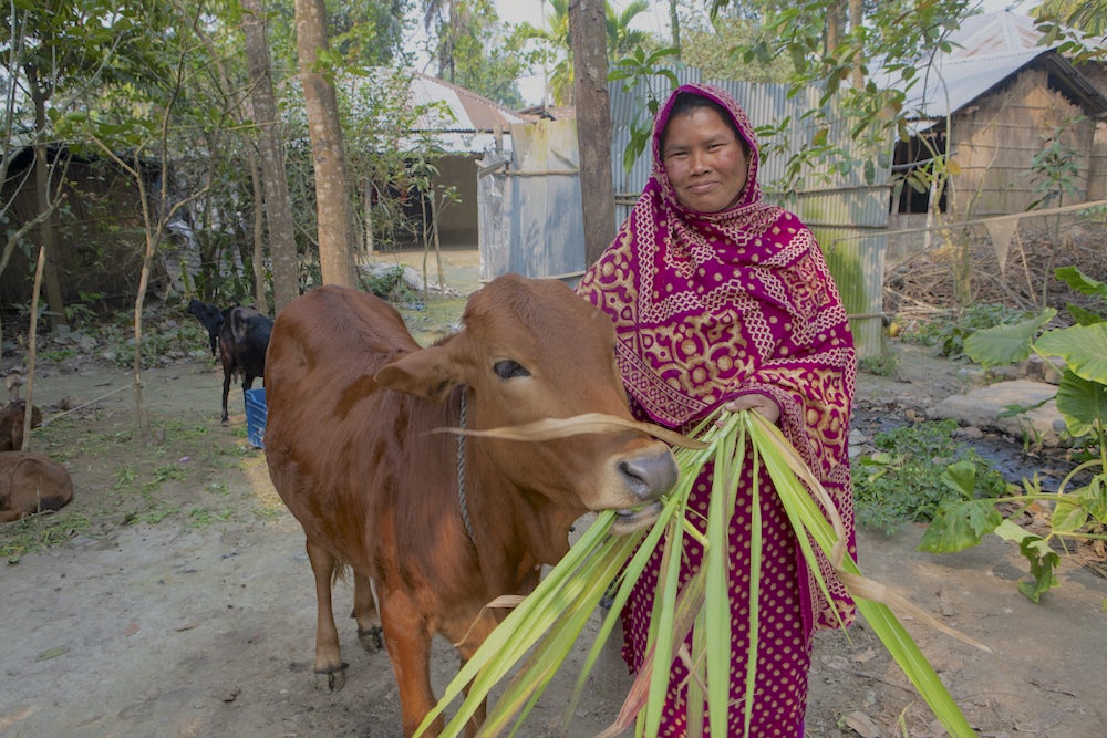 A smiling Bangladeshi woman feeds her cow green leaves.