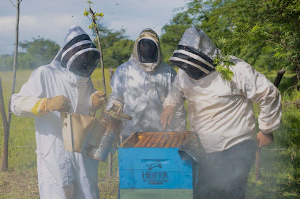 Three beekeepers who work with Heifer Honduras