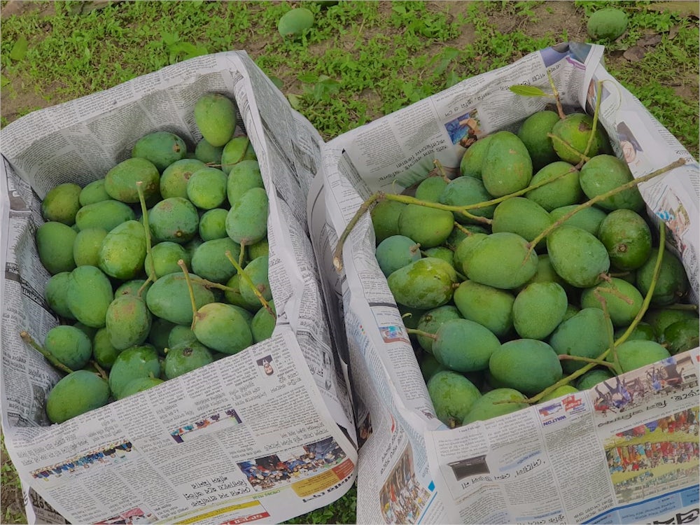 A couple boxes full of green mangoes sit on the ground.