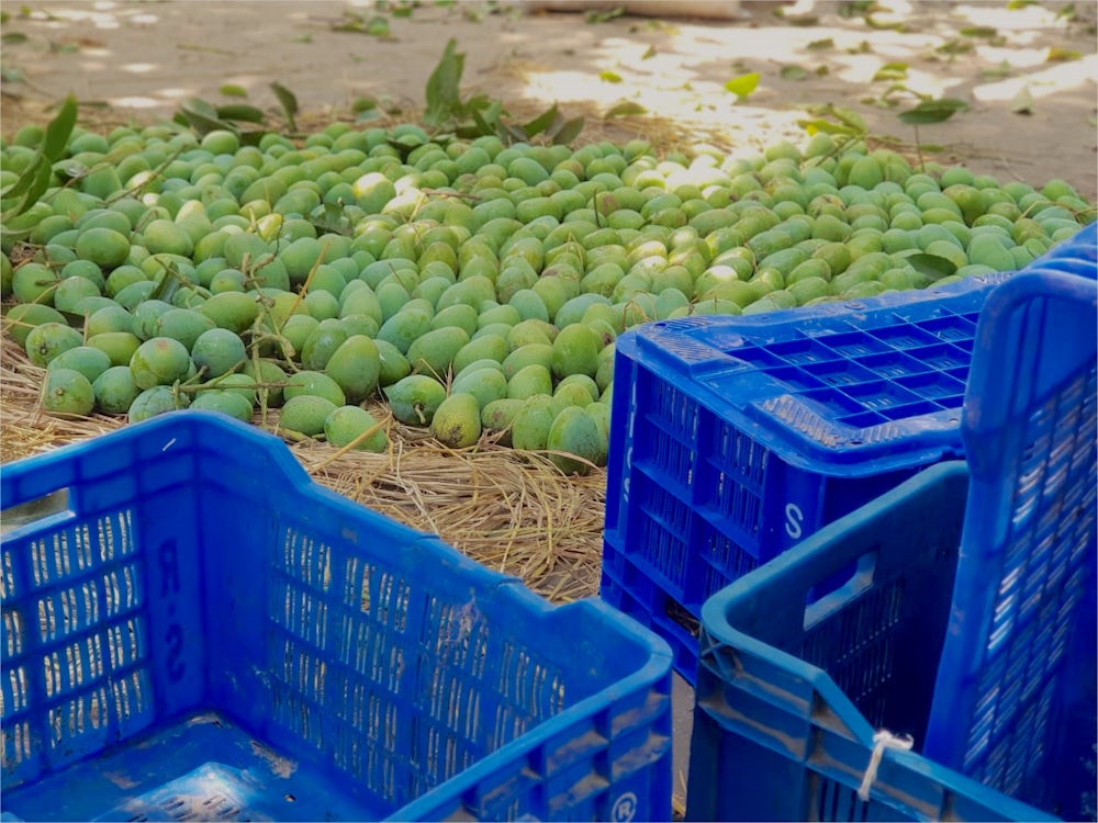 Fresh green mangoes lie on the ground by a couple blue boxes, to be used for sorting and transport.