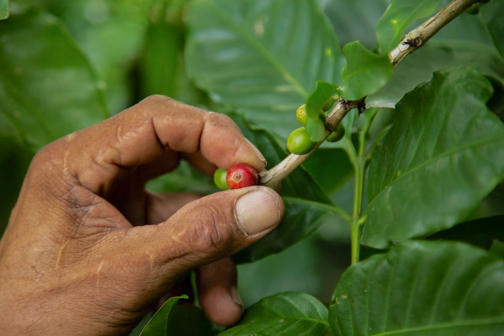 A close up shot of a farmer's hand inspecting green coffee berries.