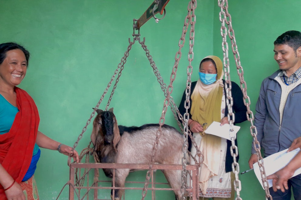 A cooperative member weighs a goat for prospective customers.