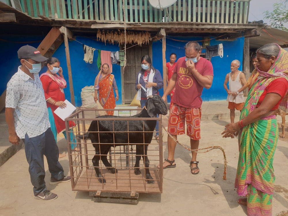 The focus on healthy, well-fed animals sold by weight and not through ad-hoc market systems means that goat producers have been able to preserve their incomes despite falling demand this year.