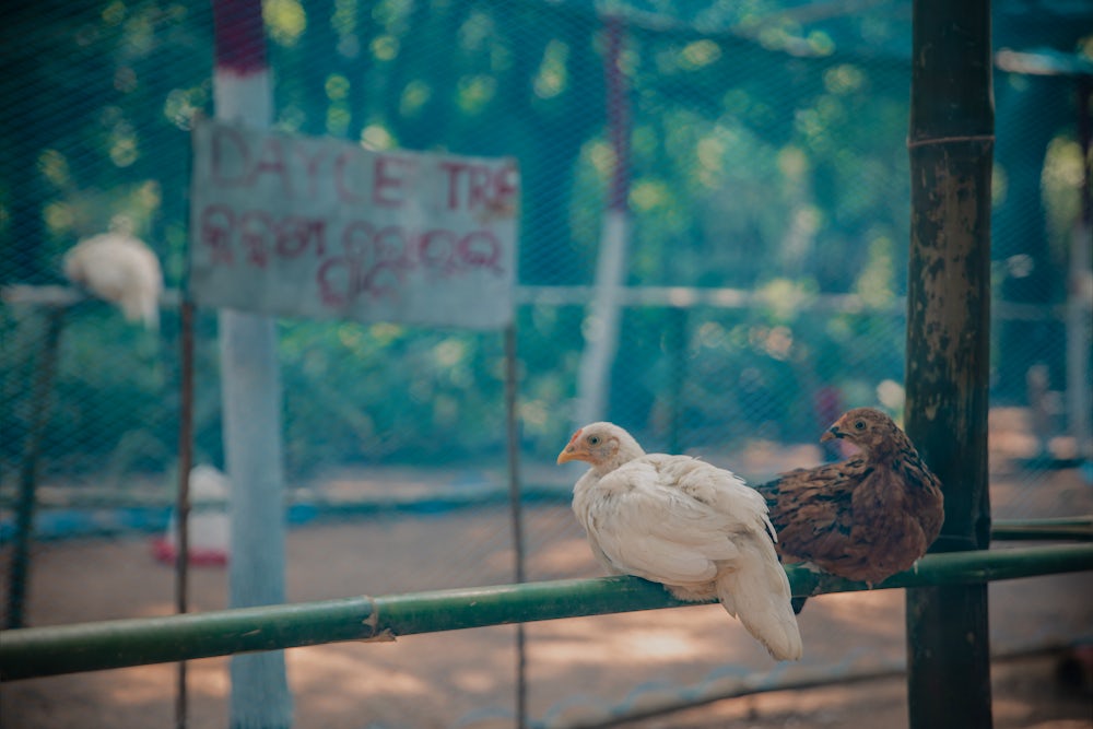 Chickens and their eggs are a good way for women like Lata Marndi to earn and income and support their families in rural India.