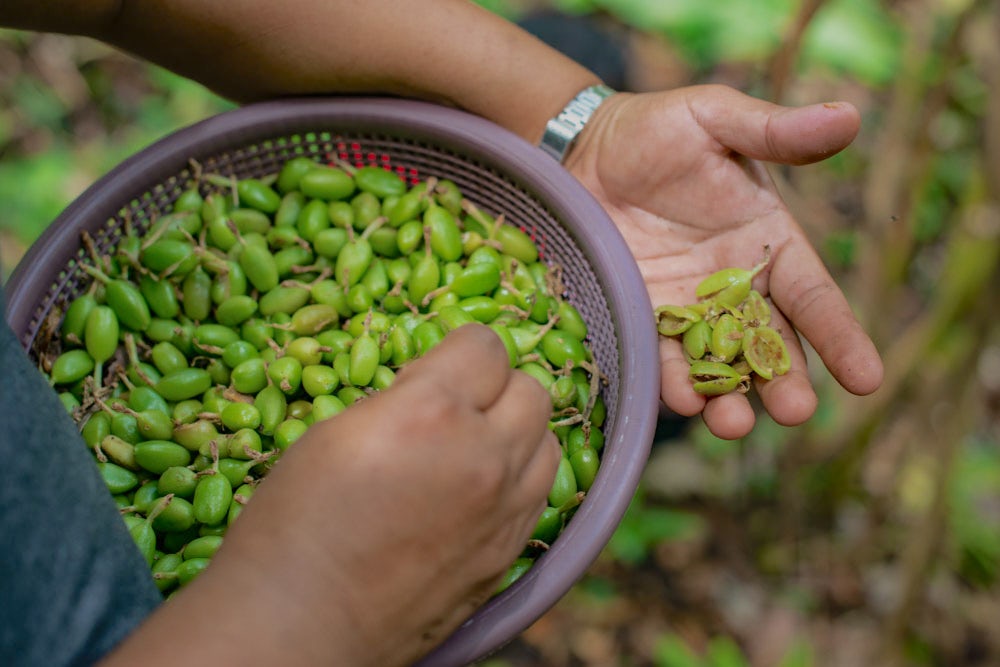 A close up shot of a farmer holding a basket of green cardamom pods.