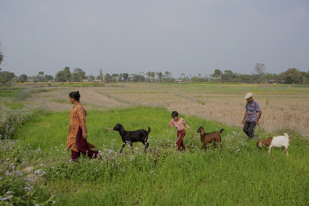 A family of three walk their goats through a green field in Nepal.