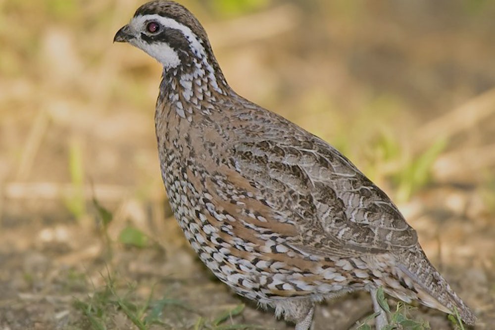 A Northern bobwhite quail.