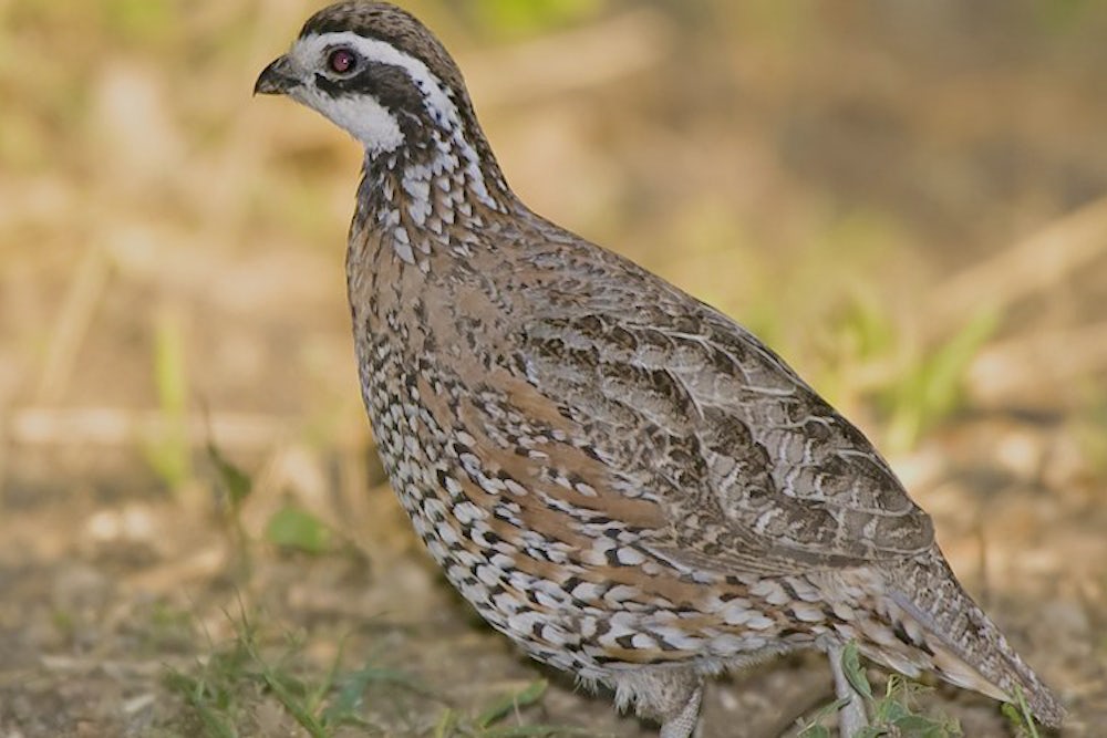 A small brown bird stands on the ground.