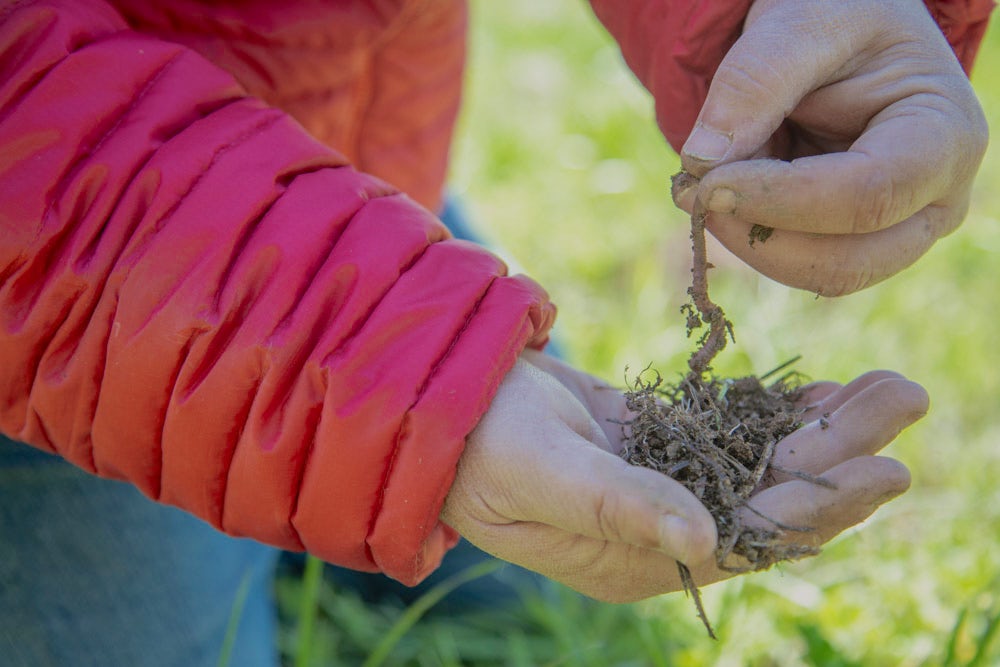 A close up shot of hands pulling an earthworm from a clump of soil.